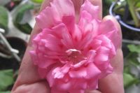 Лот: 9871045. Фото: 2. Пеларгония "Unicorn Zonartic Rose... Комнатные растения и уход