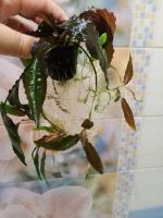 Лот: 20580659. Фото: 4. Криптокорина. Красноярск