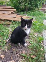 Лот: 18206302. Фото: 6. Котенок