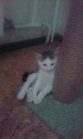 Лот: 7992261. Фото: 3. Котята. Растения и животные