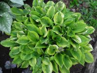 Лот: 9529169. Фото: 2. хоста Гранд Тиара (hosta Grand... Семена, рассада, садовые растения