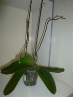 Лот: 2334976. Фото: 2. фаленопсис 12(цветки крупные)-отцвёл. Комнатные растения и уход