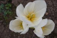 Лот: 10108722. Фото: 2. Безвременник "Colchicum" (Белый... Семена, рассада, садовые растения