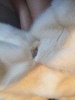 Лот: 6697679. Фото: 2. Шубка норка молочного цвета. Женская одежда