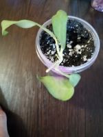 Лот: 19035981. Фото: 4. Хойя pimentiliana(cagayanensis... Красноярск