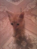 Лот: 4515286. Фото: 4. котята. Красноярск