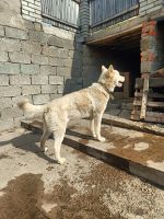 Лот: 25589976. Фото: 2. Животные. Животные и уход