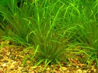 Лот: 10362486. Фото: 4. Бликса Японская Blyxa japonica... Красноярск