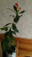 Лот: 14586613. Фото: 2. Эсхинантус прекрасный взрослое... Комнатные растения и уход