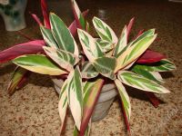Лот: 341947. Фото: 3. Строманте Триколор (S. sanguinea... Растения и животные