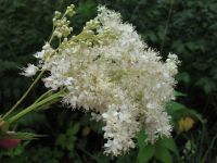 Лот: 15647884. Фото: 3. Таволга ( Filipendula ) или Лабазник... Для дачи, дома, огорода, бани, парка