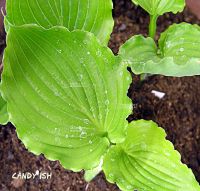 Лот: 25440170. Фото: 3. Хоста Кенди Диш (hosta Candy Dish... Для дачи, дома, огорода, бани, парка