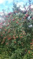Лот: 8093084. Фото: 2. яблоки. Продукты