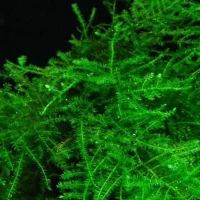 Лот: 15674429. Фото: 4. Мох Сингапурский (Singapore moss... Красноярск