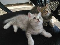 Лот: 10567745. Фото: 2. Шотландский котенок. Животные и уход