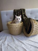 Лот: 18227535. Фото: 6. Вазоны из ротанга.