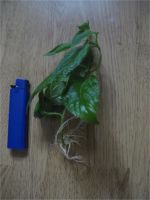 Лот: 7399787. Фото: 4. Лантана белая (черенок с корнями... Красноярск