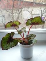 Лот: 48150. Фото: 3. Begonia Rex