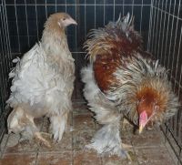 Лот: 3284099. Фото: 3. Брама пёстрая (птица от 3 месяцев... Растения и животные