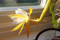 Лот: 18160405. Фото: 2. Эпифиллум угловатый (Epiphyllum... Комнатные растения и уход