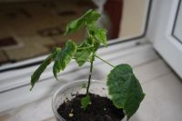 Лот: 4213324. Фото: 4. Абутилон Бэлла сорт Невеста. Красноярск