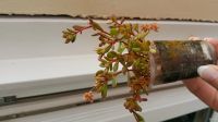 Лот: 11633770. Фото: 4. Крассула radicans (суккулент). Красноярск