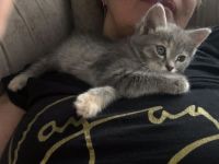 Лот: 20854912. Фото: 5. котенок Бусинка