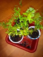 Лот: 16065675. Фото: 3. Гранат плодоносящий. Растения и животные