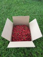 Лот: 13739213. Фото: 2. вишня без косточки. Продукты