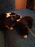 Лот: 8916591. Фото: 3. Щенки лайки в хорошие руки. Растения и животные