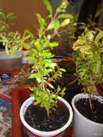 Лот: 16065675. Фото: 6. Гранат плодоносящий