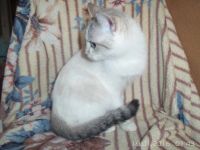 Лот: 7074326. Фото: 5. Красотка Ириска ждет хозяев