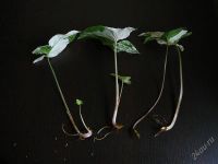 Лот: 2039799. Фото: 2. сингониум imperial white не укорененные... Комнатные растения и уход