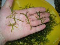 Лот: 2682651. Фото: 3. Наяс, после прополки. Цена за... Растения и животные