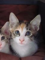 Лот: 4395033. Фото: 2. Срочно отдам котёнка в хорошие... Животные и уход