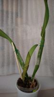 Лот: 16318388. Фото: 2. Продам орхидею Cattl.+Brassavola... Комнатные растения и уход
