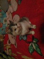 Лот: 8284582. Фото: 3. Персидский котёнок 3-х цветный... Растения и животные