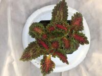 Лот: 11528852. Фото: 2. Колеус Watermelon. Комнатные растения и уход