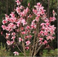 Лот: 11107584. Фото: 2. Магнолия (Magnolia Galaxy). Семена, рассада, садовые растения