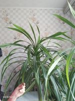 Лот: 25789508. Фото: 2. Панданус винтовая пальма растение... Комнатные растения и уход