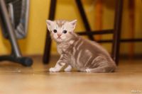 Лот: 9609834. Фото: 3. Британские котята. Растения и животные