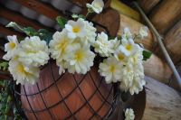 Лот: 23560871. Фото: 6. Черенки Беллеконии РОУЗ,Шардоне...