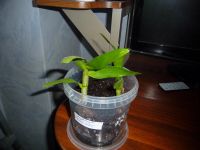 Лот: 443576. Фото: 3. орхидея Дендробиум Honey Leen... Растения и животные