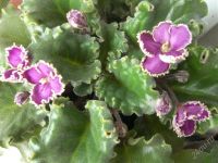 Лот: 1627787. Фото: 2. Фиалка из серии "Оптимара" (взрослое... Комнатные растения и уход