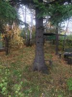 Лот: 4565968. Фото: 3. Продам дачу Ермолаево (СНТ Строитель... Недвижимость