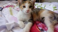 Лот: 11434290. Фото: 5. Котята