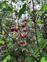Лот: 20662051. Фото: 2. Вишня на ножке. Продукты