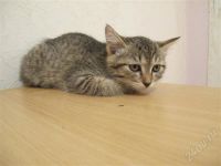 Лот: 637195. Фото: 3. Котята (котик и кошечка), 1,5... Растения и животные