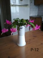 Лот: 14978036. Фото: 5. Декабристы, шлюмбергеры черенки