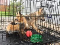 Лот: 10009142. Фото: 3. СРОчНО! Волкособ, гибрид собаки... Растения и животные